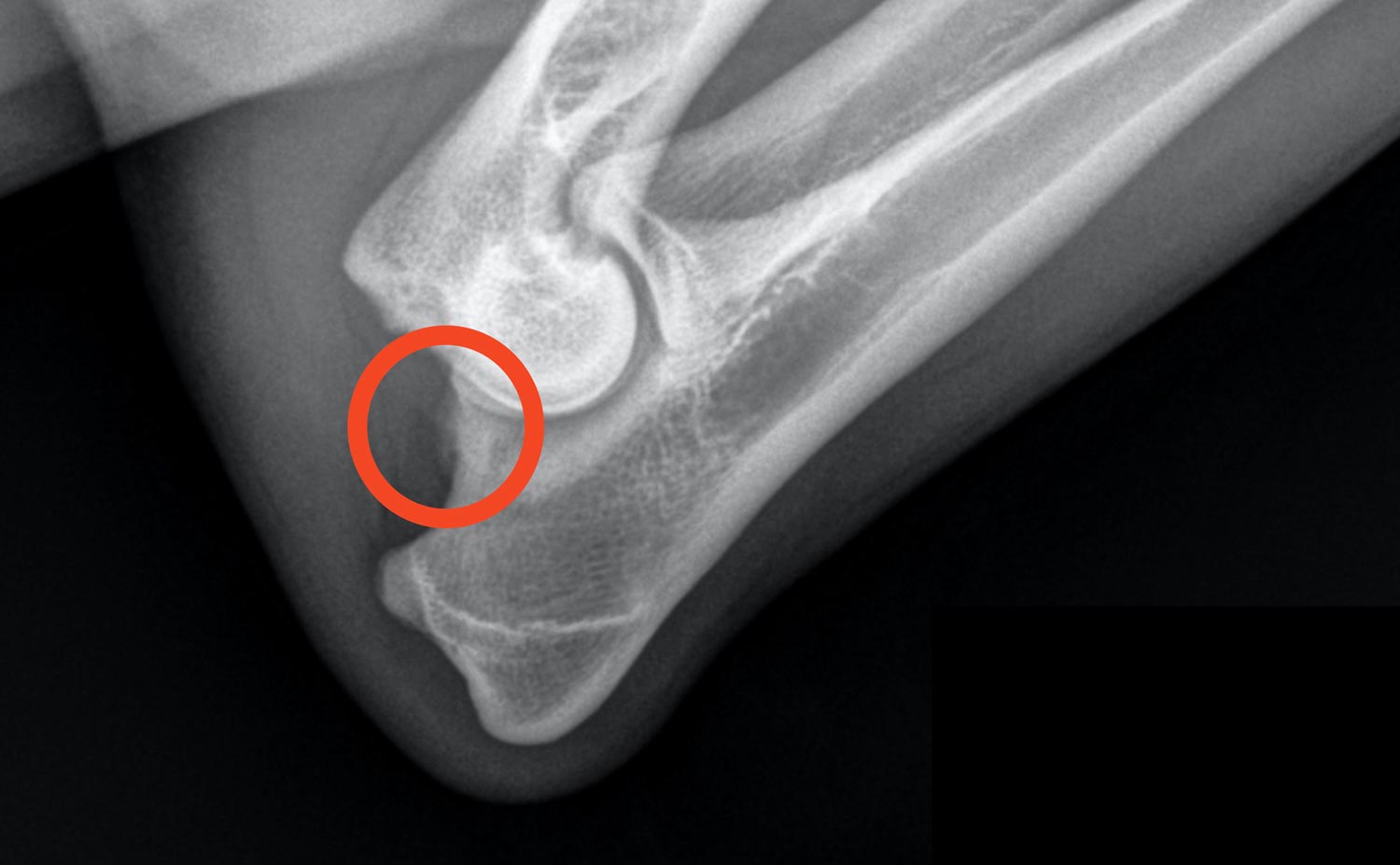 Golden Retriever Breeder, DJD1 elbow dysplasia